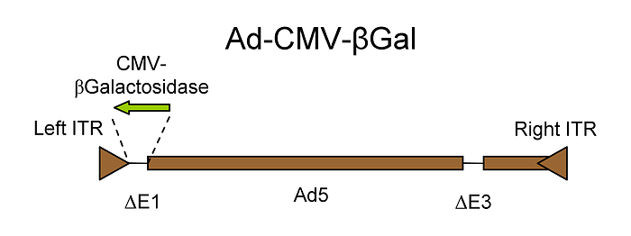 Ad5.CMVβGal pre-made high titer adnenovirus stock