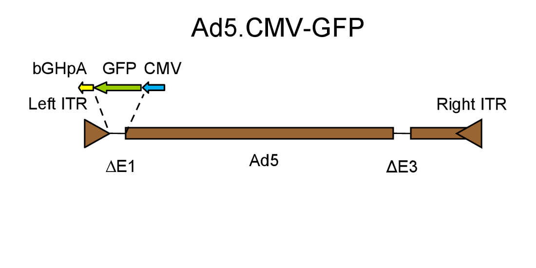 Replication-deficient adenovirus expressing GFP
