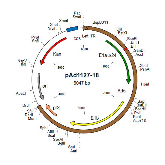 Shuttle plasmid for constructing adenovirus vectors with 24-bp deletion in E1a region