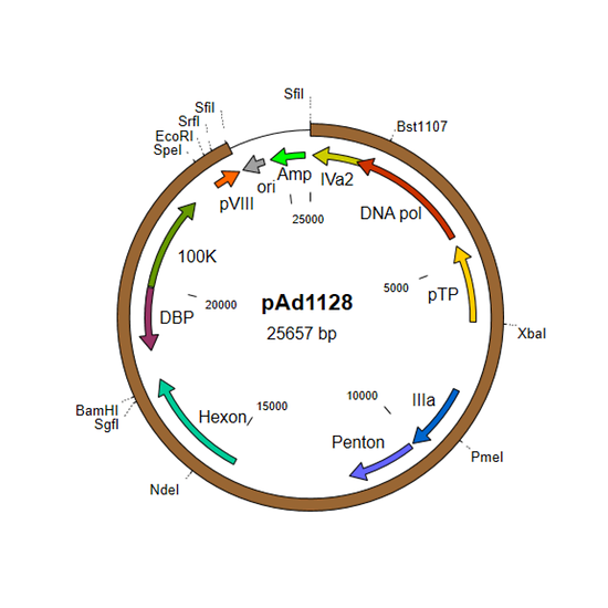 Shuttle plasmid for adenovirus vector construction - E2 region and late genes