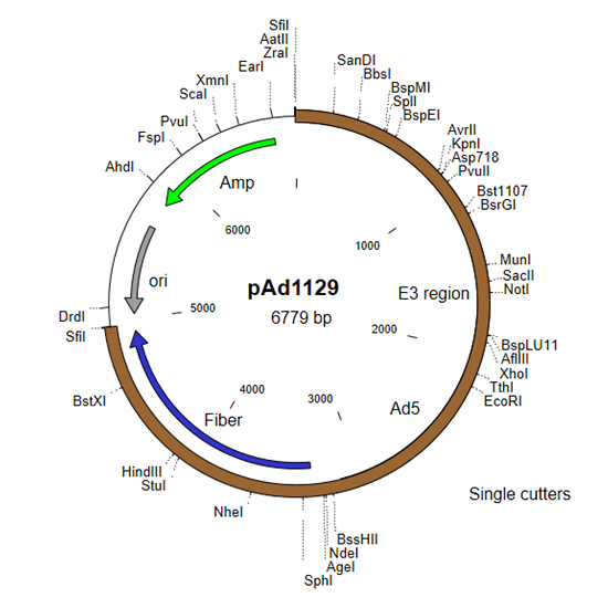 Shuttle plasmid for adenovirus vector construction - E3 region and fiber