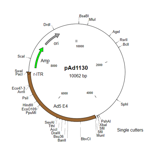 Shuttle plasmid for adenovirus vector construction - E4 region and right ITR